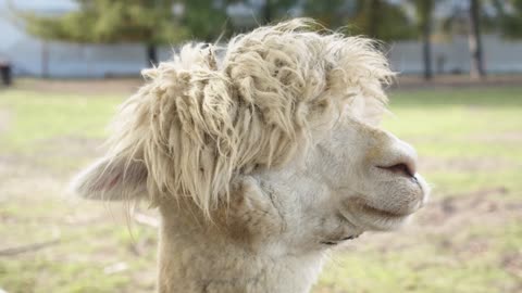 Stoned Colorado Alpaca #funny #animals #comedy