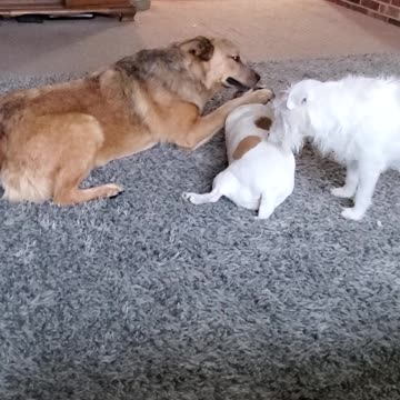 Cute playful doggy pack