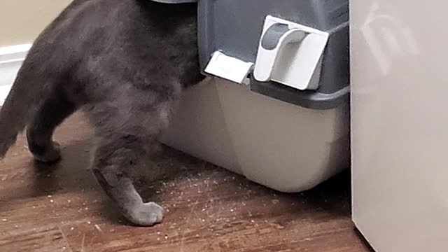 Hilarious cat and his litterbox.