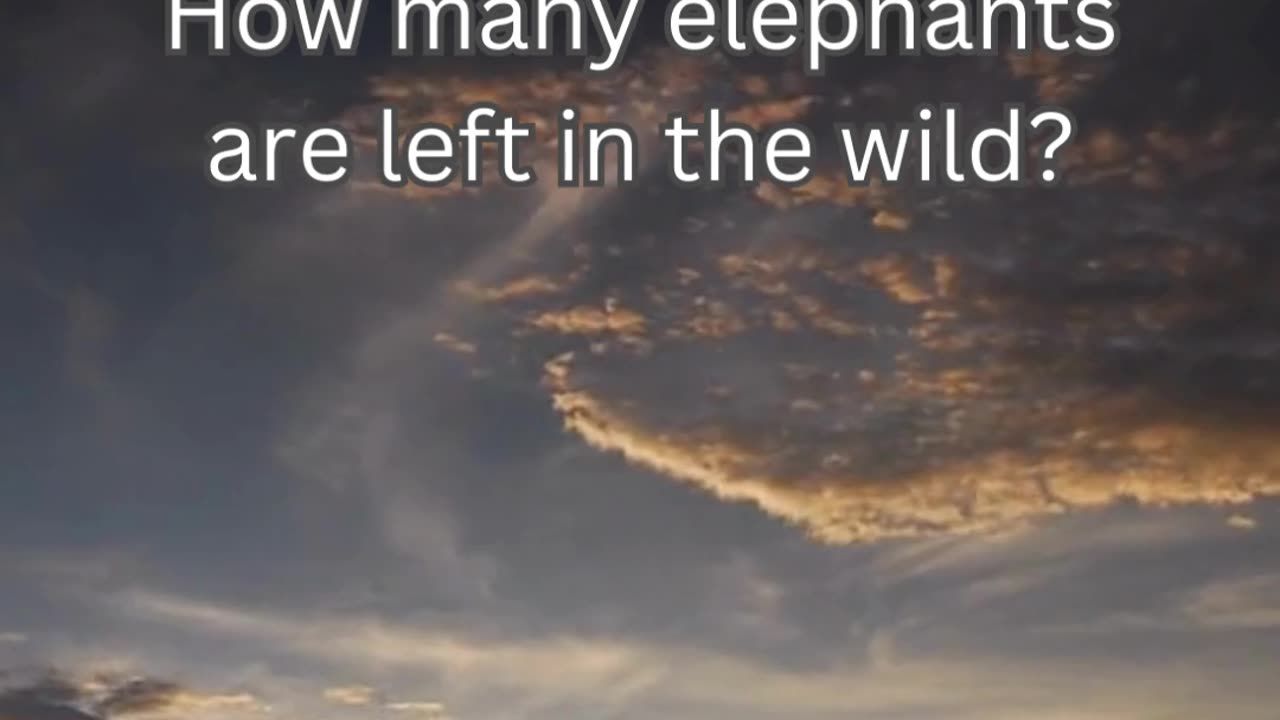 Elephant Fact 6 - How many elephants are left in the wild?