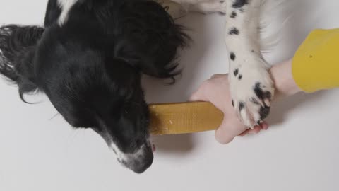 Overhead Shot of Dog Eating Treat