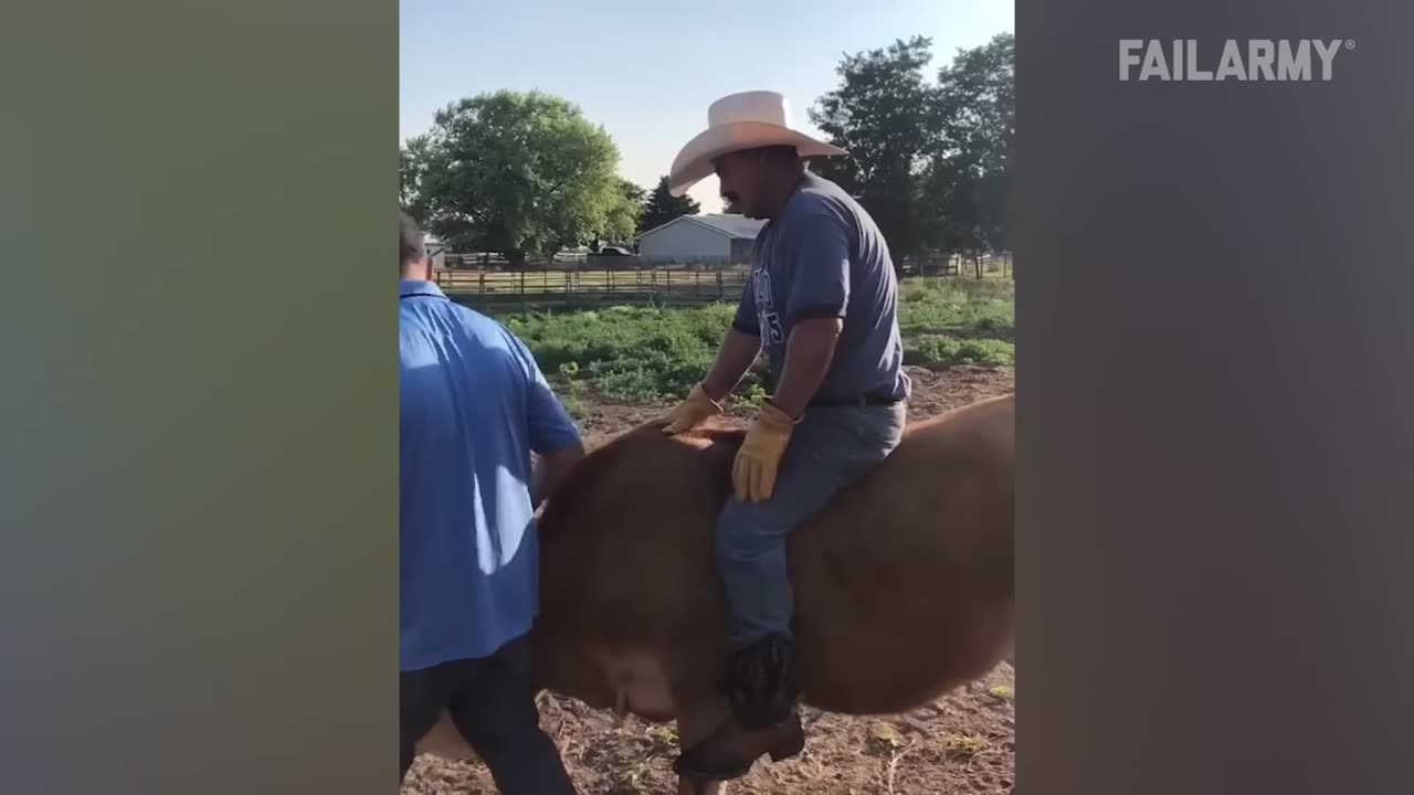 HAHAHAH ANIMAL FAILS - TY NOT TO LAUGH CHALLANGE
