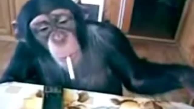 Funny Monkey