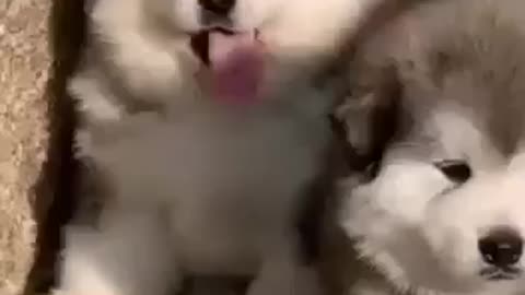 Dog's funny moments