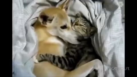 Funniest Animals 2023 😂 New Funny Cats and Dogs Videos 😻🐶 Part 12