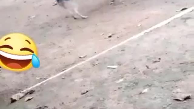 Dog versus rooster capoeirista