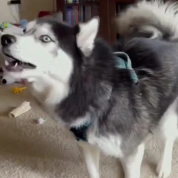 Cute dog 🐕 Funny video|Dog 🐕 Amazing Video|Dog Training