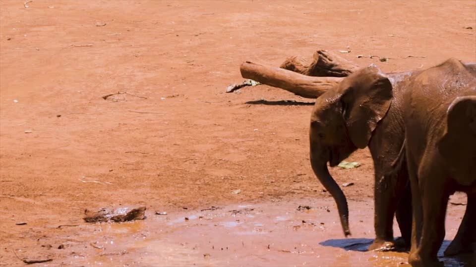 elephants in the mud