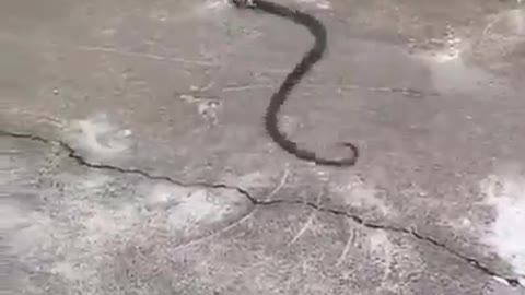 Black Cobra Snake