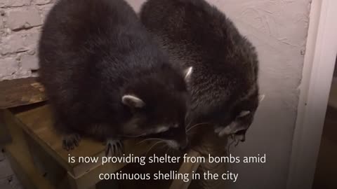 Kharkiv's raccoon cafe becomes bomb shelter amid continuous shelling