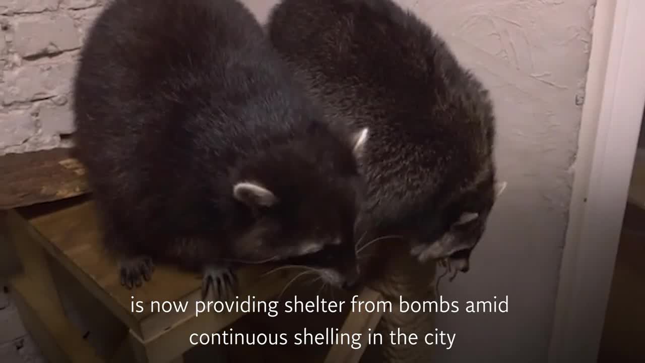 Kharkiv's raccoon cafe becomes bomb shelter amid continuous shelling