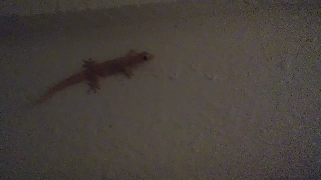 A curious gecko staring to the Camera