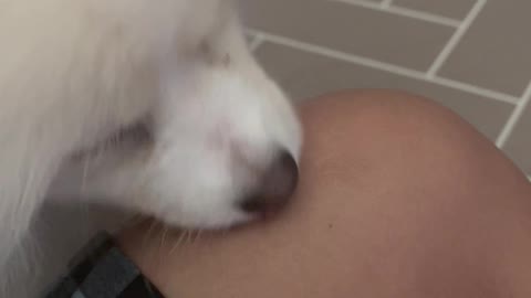 a knee-licking puppy