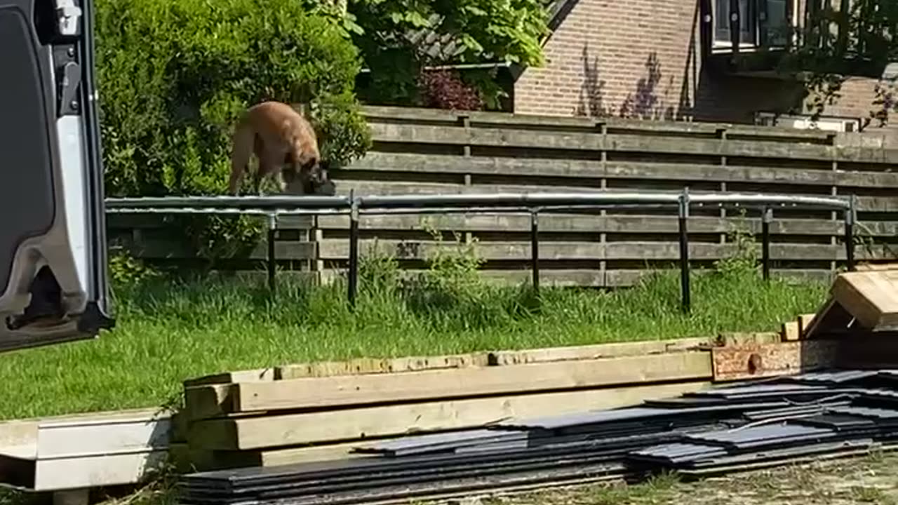 Dog Jumps On Trampoline