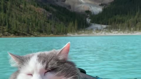 Cat Nap on a Kayak