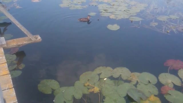 floating ducks and croco, shock, duck made croco