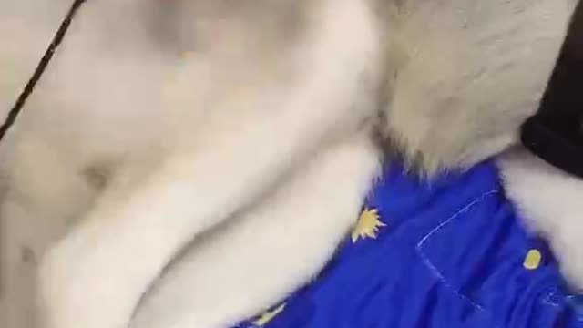 Play with cute puppies every day