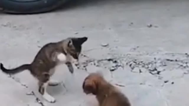 cat_vs_dog_fight