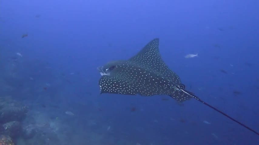 Spotted eagle stingray glides majestically past scuba diver