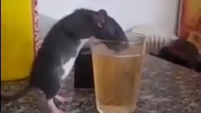 mouse and beer