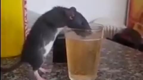 mouse and beer