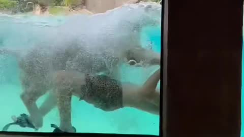 Not your Average Day in pool 😮🐯