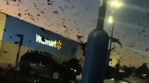 Dark Omen? Crow infestation in California