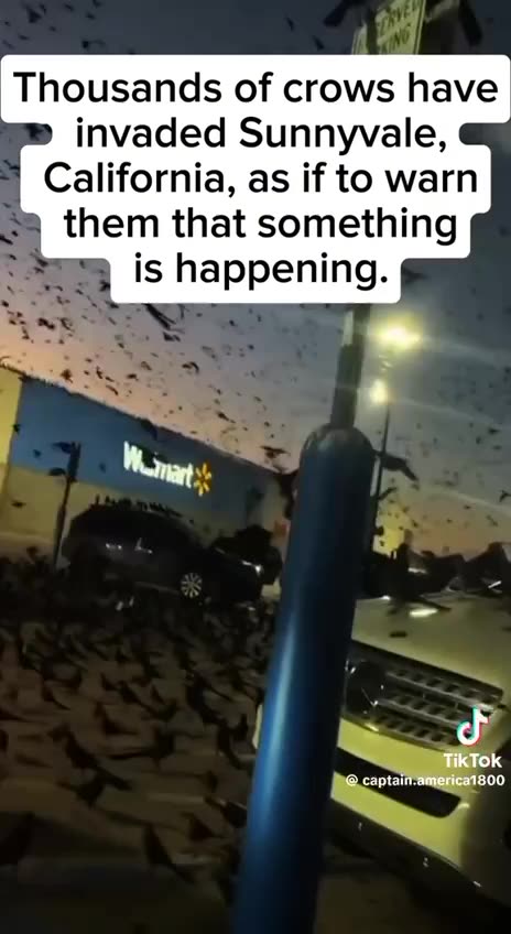 Dark Omen? Crow infestation in California