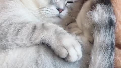 How to wake a sleeping cat