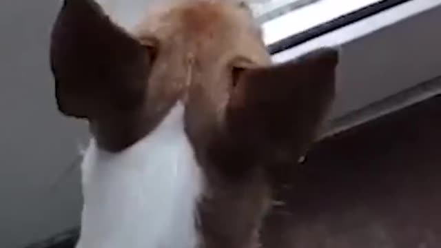 Cat vs dog challenge