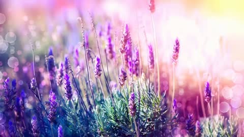 10 Minutes of Meditation Music, Healing sleep, Calm,Relaxing