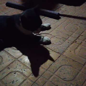 Un chat avec un serpent