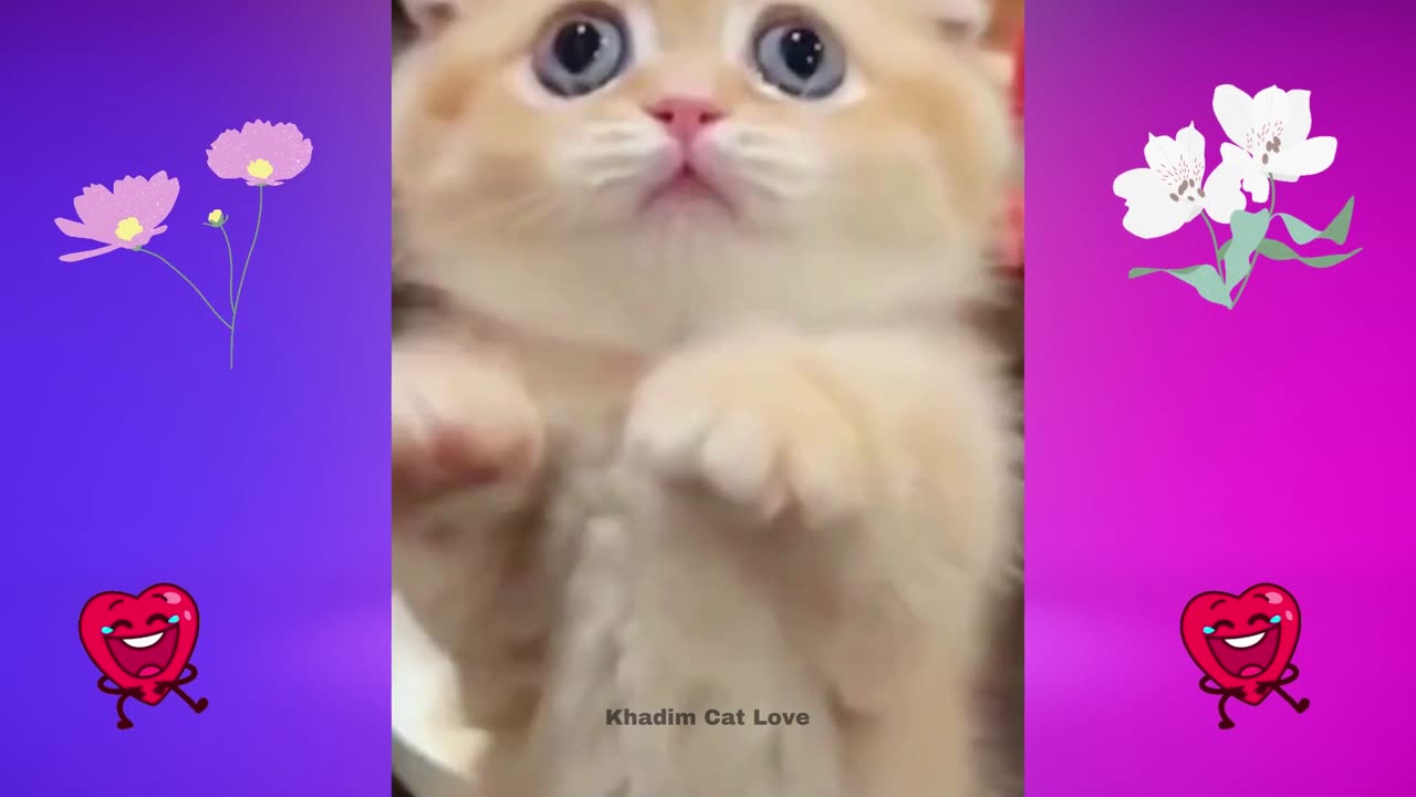 funny and cute cats - short funny cat