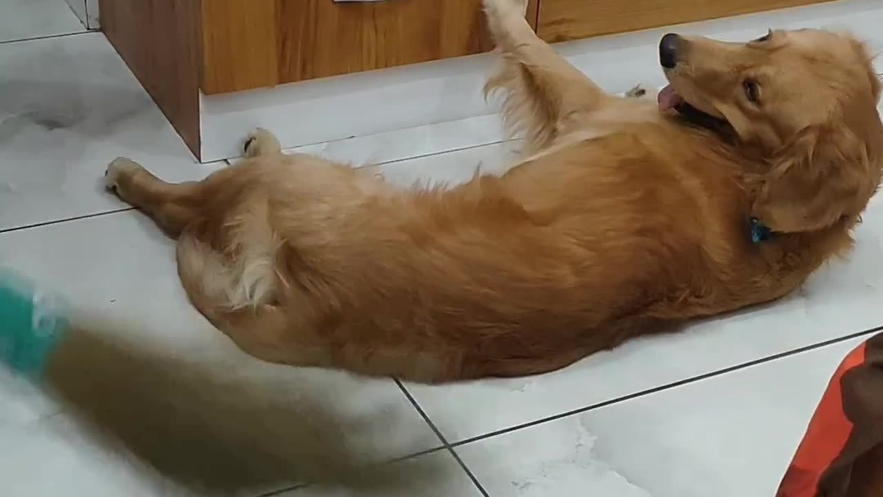 Funny dog and cat video