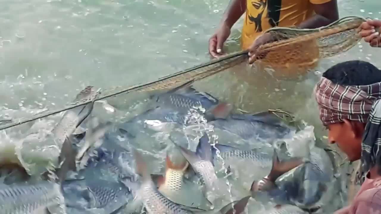 harvest fish with nets