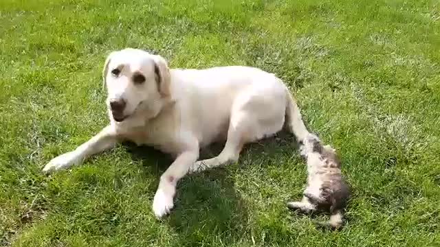 Little cat and dog forever friends <3