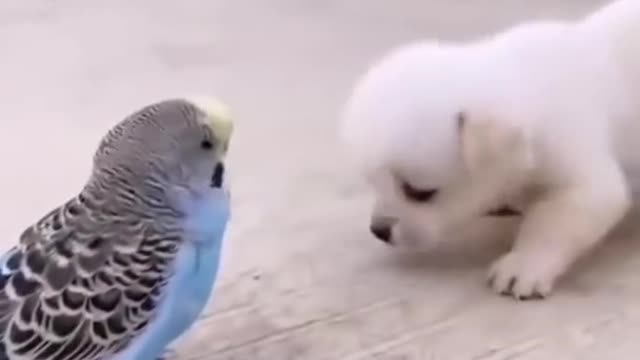 Cute puppy ❤️dog 😘 whatsapp status