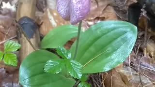 Lady's Slipper