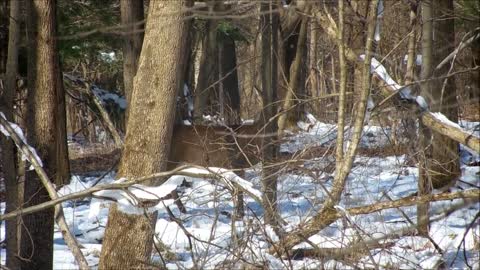 Earning Trust with Wildlife