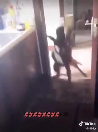 the cat plays with the dog il gatto gioca con il cane