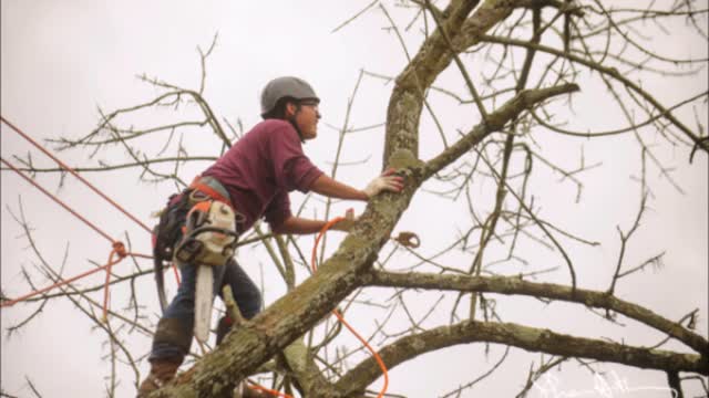 Castro Tree & Landscaping Services LLC - (443) 346-1318