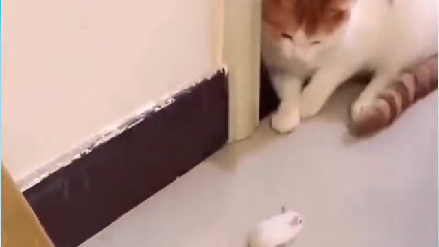 A Cat Afraid Of A Rat