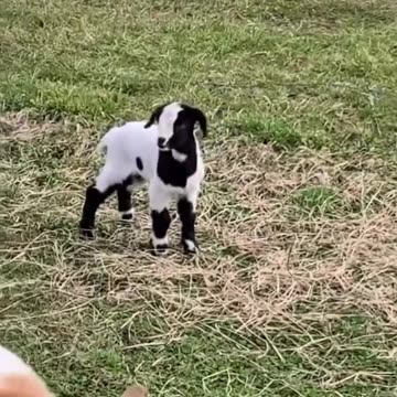 Goats vs Electric Fences Compilation