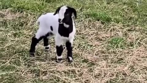 Goats vs Electric Fences Compilation