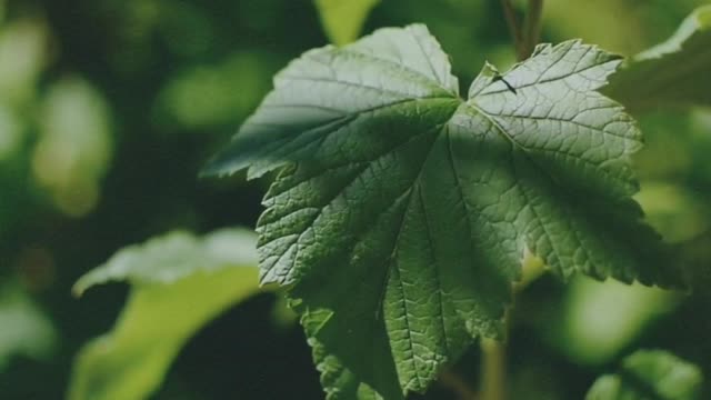 Green leaves of snake loofah on the background