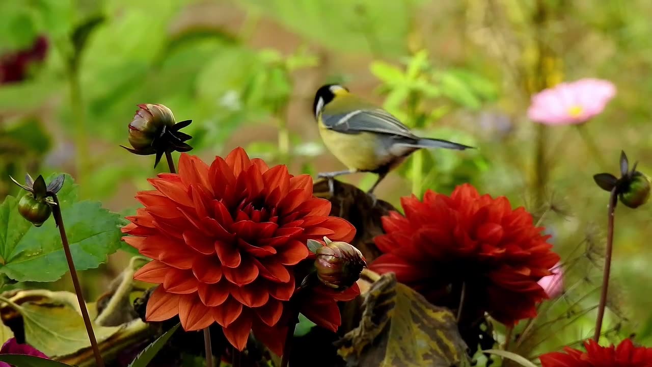 "The Magic of Birds in Harmony with Relaxing Music" 🐦🦆🦜