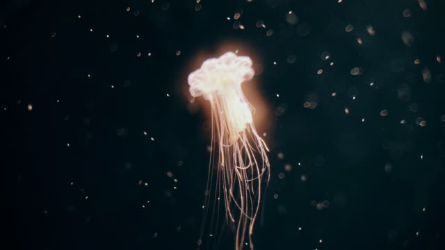 beautiful biolumenicsent jellyfish swimming