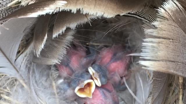 Baby tree swallows think I'm mama when I whistle