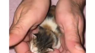 Funny and Cute Cats Videos #146 │ Gadis Sekarwangi