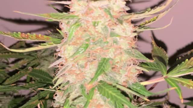 Green Crack Auto Flower Cannabis From Seedsman